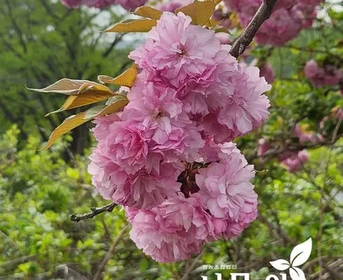 나만 보고 싶은 겹벚꽃나무 후기