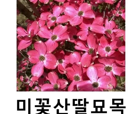 이게 가성비다 산딸나무 적극추천